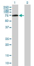 Anti-R3HDM2 Mouse Polyclonal Antibody