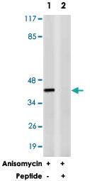 Anti-IKBKG Rabbit Polyclonal Antibody