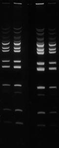 Ethidium bromure ≥98% pour les biotechnologies