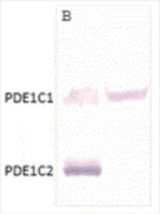 Anti-Phosphodiesterase 1C Rabbit Polyclonal Antibody