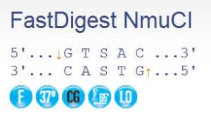 FERMFD1514 - ENZYME FD NMUCI 20µL (20RXN)