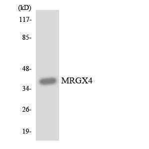 Western blot analysis of the lysates from HUVEC cells using Anti-MRGX4 Antibody