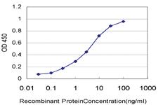 Anti-ARAF Mouse Monoclonal Antibody [clone: 4H7]