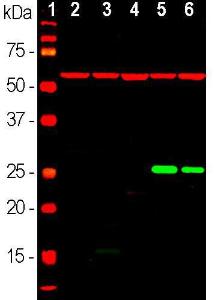 Antibody anti-HSP27 6H11 100 µl