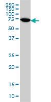 Anti-ARAF Mouse Monoclonal Antibody [clone: 3G2]