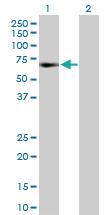 Anti-GTF2A1 Rabbit Polyclonal Antibody