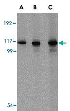 Anti-IFIH1 Rabbit Polyclonal Antibody