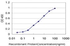 Anti-ARAF Mouse Monoclonal Antibody [clone: 3G2]