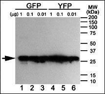 Anti-GFP Mouse Monoclonal Antibody (PE (Phycoerythrin)) [clone: 168AT1211]