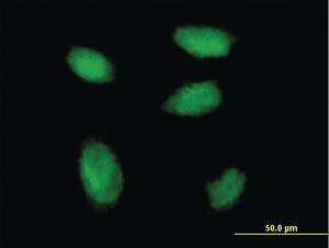 Anti-RSF1 Mouse Monoclonal Antibody [clone: 3E6]