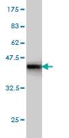 Anti-BUB1B Mouse Monoclonal Antibody [clone: 2G9]