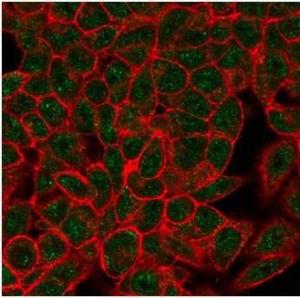 Immunofluorescent analysis of PFA-fixed HeLa cells stained with Anti-Myogenin Antibody [PCRP-MYOG-1C5] followed by Goat Anti-Mouse IgG (CF and #174; 488) (Green). CF and #174; 640A Phalloidin (Red)