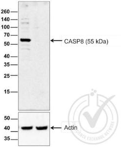 Anti-CASP8 Rabbit Polyclonal Antibody