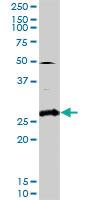 Anti-PAEP Rabbit Polyclonal Antibody