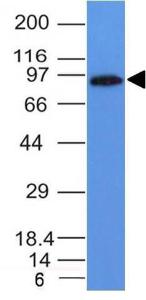 Western blot analysis of Daudi cell lysate using Anti-MALT1 Antibody [MT1/410]