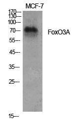 Western blot analysis of various cells using Anti-FKHRL1 Antibody