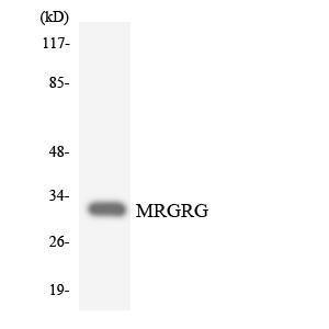 Anti-MRGRG Rabbit Polyclonal Antibody