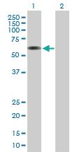 Anti-ARCN1 Mouse Polyclonal Antibody