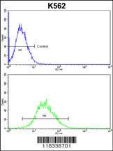 Anti-EN2 Rabbit Polyclonal Antibody (FITC (Fluorescein))