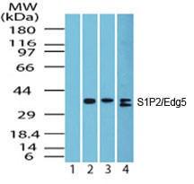 Anti-S1PR2 Rabbit Polyclonal Antibody