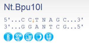 FERMER2011 - ENZYME NT.BPU10I 1000 UNITS