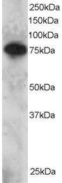 Anti-SETMAR Antibody (A83892) staining (2 µg/ml) of Daudi lysate (RIPA buffer, 30 µg total protein per lane). Primary incubated for 12 hour. Detected by chemiluminescence