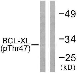 Western blot analysis of lysates from 293 cells treated with UV 30' using Anti-BCL-XL (phospho Thr47) Antibody. The right hand lane represents a negative control, where the antibody is blocked by the immunising peptide