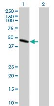 Anti-PAFAH1B1 Mouse Monoclonal Antibody [clone: 5A5]