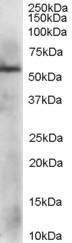 Anti-PDIA3 Antibody (A83893) staining (1 µg/ml) of HepG2 lysate (RIPA buffer, 35 µg total protein per lane). Primary incubated for 1 hour. Detected by chemiluminescence