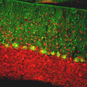 Immunofluorescent analysis of rat cerebellum section stained with Anti-Calbindin Antibody (1:2,000/green) and Anti-MeCP2 Antibody (A85427/1:5,000/red)