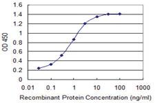 Anti-PAFAH1B1 Mouse Monoclonal Antibody [clone: 5A5]