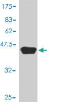 Anti-PTK2 Mouse Polyclonal Antibody