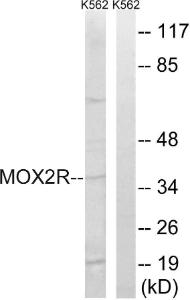 Western blot analysis of lysates from K562 cells using Anti-MOX2R Antibody. The right hand lane represents a negative control, where the Antibody is blocked by the immunising peptide