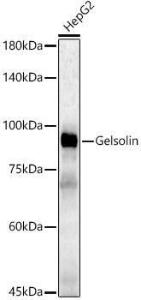 Western blot analysis of HepG2, using Anti-Gelsolin Antibody (A305452) at 1:500 dilution. The secondary antibody was Goat Anti-Rabbit IgG H&L Antibody (HRP) at 1:10,000 dilution.