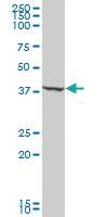 Anti-GTF2B Mouse Polyclonal Antibody