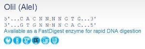 FERMER1632 - ENZYME OLII 1000 UNITS