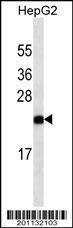 Anti-GCG Mouse Monoclonal Antibody (AP (Alkaline Phosphatase)) [clone: 329CT36.10.10]