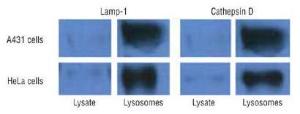 Organelle enrichment kits