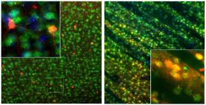 Adult rat brain cortex (Left) and striatum (Right) sections (45 µM; fixed by transcardial perfusion with 4% paraformaldehyde) were stained with Anti-Calbindin Antibody (1:1,000/red)