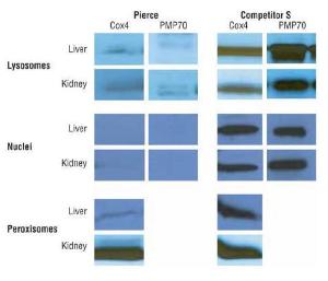 Organelle enrichment kits