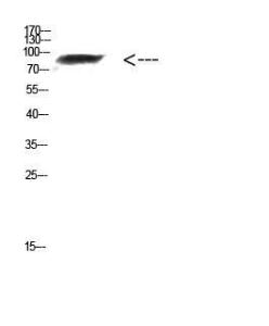 Western blot analysis of mouse kidney cells using Anti-FAM48A Antibody