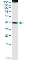 Anti-FASLG Polyclonal Antibody Pair