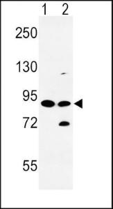 Anti-SLC8A1 Rabbit Polyclonal Antibody (AP (Alkaline Phosphatase))