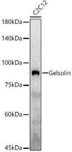 Western blot analysis of C2C12, using Anti-Gelsolin Antibody (A305452) at 1:500 dilution. The secondary antibody was Goat Anti-Rabbit IgG H&L Antibody (HRP) at 1:10,000 dilution.