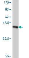 Anti-TRPC4AP Mouse Polyclonal Antibody