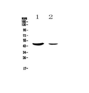 Anti-MUC7 Polyclonal Antibody