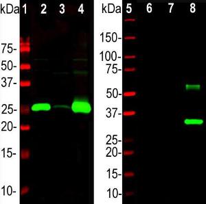 Western blot analysis of different tissue lysates and recombinant protein solutions using Anti-Calbindin Antibody (1:5,000/green)