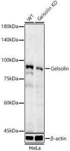 Western blot analysis of extracts from wild type(WT) and Gelsolin Rabbit polyclonal antibody knockdown (KD) HeLa cells, using Anti-Gelsolin Antibody (A305452) at 1:500 dilution. The secondary antibody was Goat Anti-Rabbit IgG H&L Antibody (HRP) at 1:10,000 dilution.