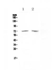 Anti-HDAC10 Polyclonal Antibody