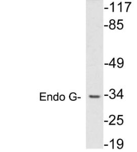 Western blot analysis of lysates from HUVEC cells using Anti-Endo G Antibody